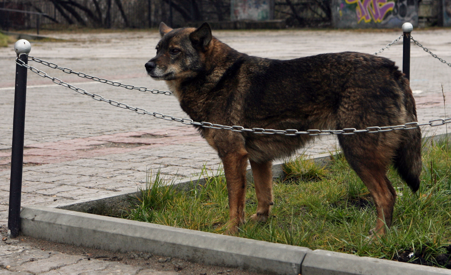 В Крыму введут штрафы за самовыгул домашних животных - Радио Крым