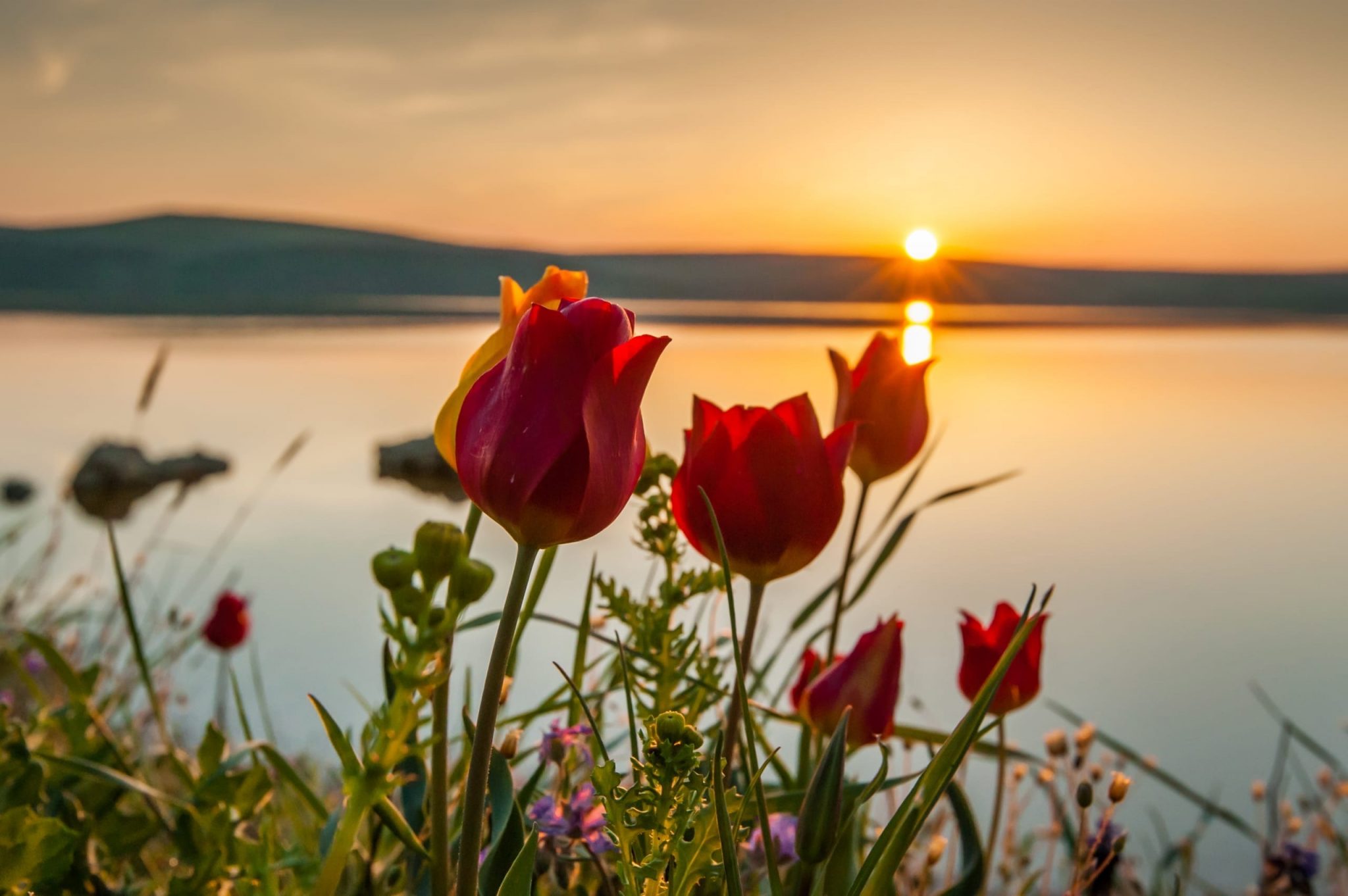 Добрый вечер солнце. Опукский заповедник тюльпаны. Кояшское озеро тюльпаны. Кояшское озеро тюльпаны Дикие. Цветы и море.